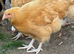 Buff Orpington girls for sale