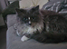 Beautiful ragdoll boy for sale