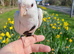 Cockatiel friendly tame