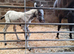 Fewspot colt foal Aphc reg