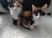 Kittens