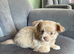 Ready 27/7 Stunning Chihuahua Puppy