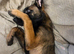 Working-Line Belgian Malinois Puppy. Experienced Home Required
