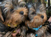 Beautiful Girl Yorkshire terrier pups