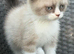 Scottish fold x BSH