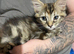 4 kittens for sale