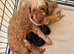 Toy poodle x Asian poodle