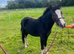 Registered welsh A dark bay