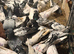 Pakistani highflying pigeons