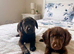Beautiful cocker spaniel puppies