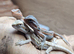 Baby hypo trans bearded dragons