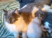 Beautiful ragdoll x Persian female