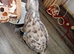 Beautiful silver female kit