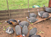 Guinea fowl for new homes.