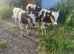 Blue and Angus weaned calves
