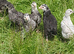 Aracuna chickens