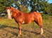PERFECT COMPANION PONY