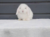 mini lop last one