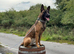 Belgian Malinois