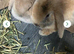 Two mini lop brothers