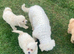 Beautiful poochon puppies