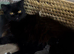 Persian kittens for sale