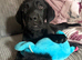 Labrador x Rottweiler