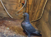 White and black pigeon high fly fly
