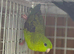 Lineolated parakeet