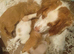 Health Tested KC Registered Cocker Spaniel Puppies