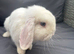 Pure mini lop buck