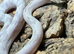 Blonde Axanthic Trans Pecos Rat Snake at Birmingham Reptiles