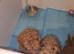 Miniature Poodle puppies