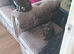 Russian blue x maine coon