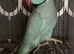 Romeo blue Indian ringneck