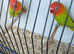 DIlute Opaline Fischers Lovebirds