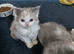 Persian x ragdoll 1 boy and girl left