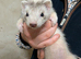Gorgeous Ferret Kits for Sale 9 wks old