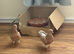 Two hand raised roller pigeons