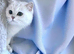 BSH top Silver Shaded Lady of love