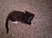 Kitten for sale