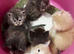 Stunning mainecoon babys