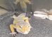 4 leopard geckos 50