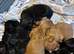 Working cocker spaniels
