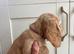 Working cocker spaniel puppies