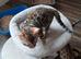 Last one of the litter. Male Bengal kitten