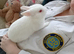 Pure bred Netherland Dwarf girl