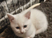 4 beautiful Persian kittens, ready now