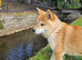 1 year old female shiba inu