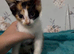 2 female kittens left